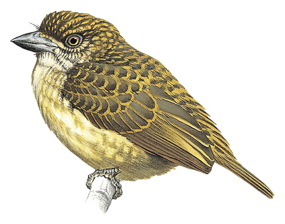 Speckled Tinkerbird / Pogoniulus scolopaceus