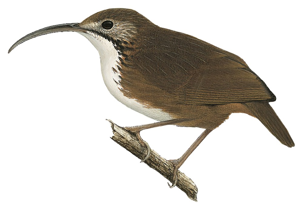 Naung Mung Scimitar-Babbler / Napothera naungmungensis