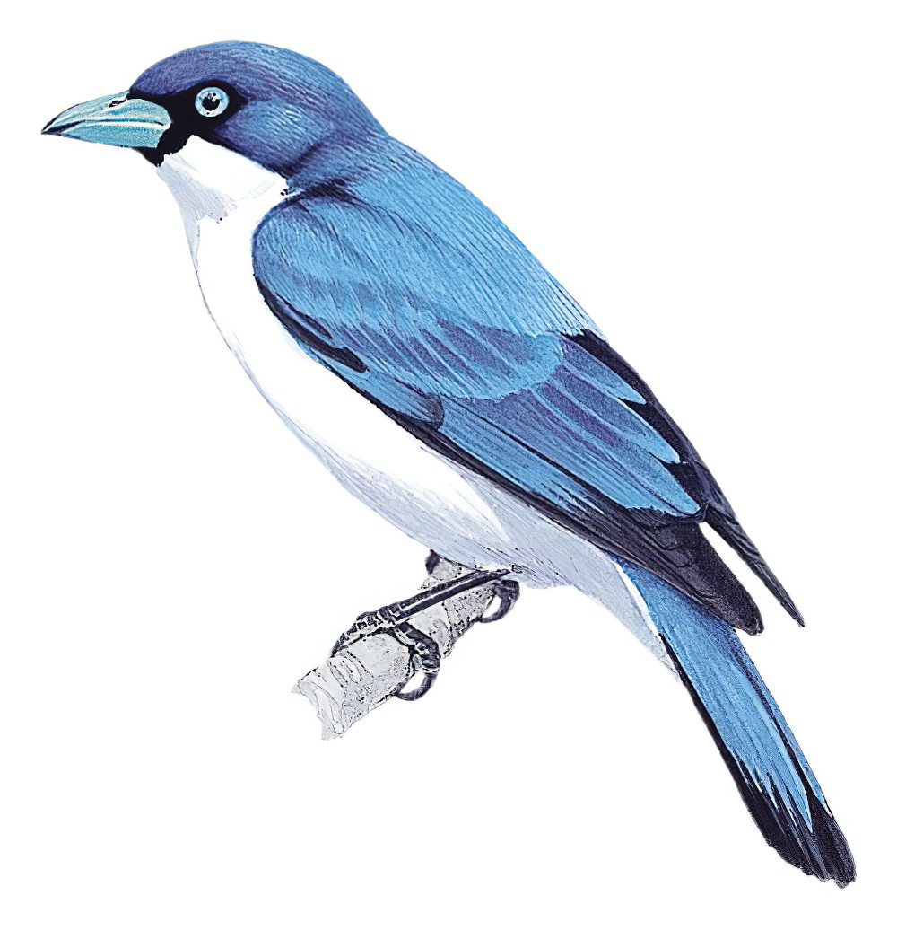 Blue Vanga / Cyanolanius madagascarinus