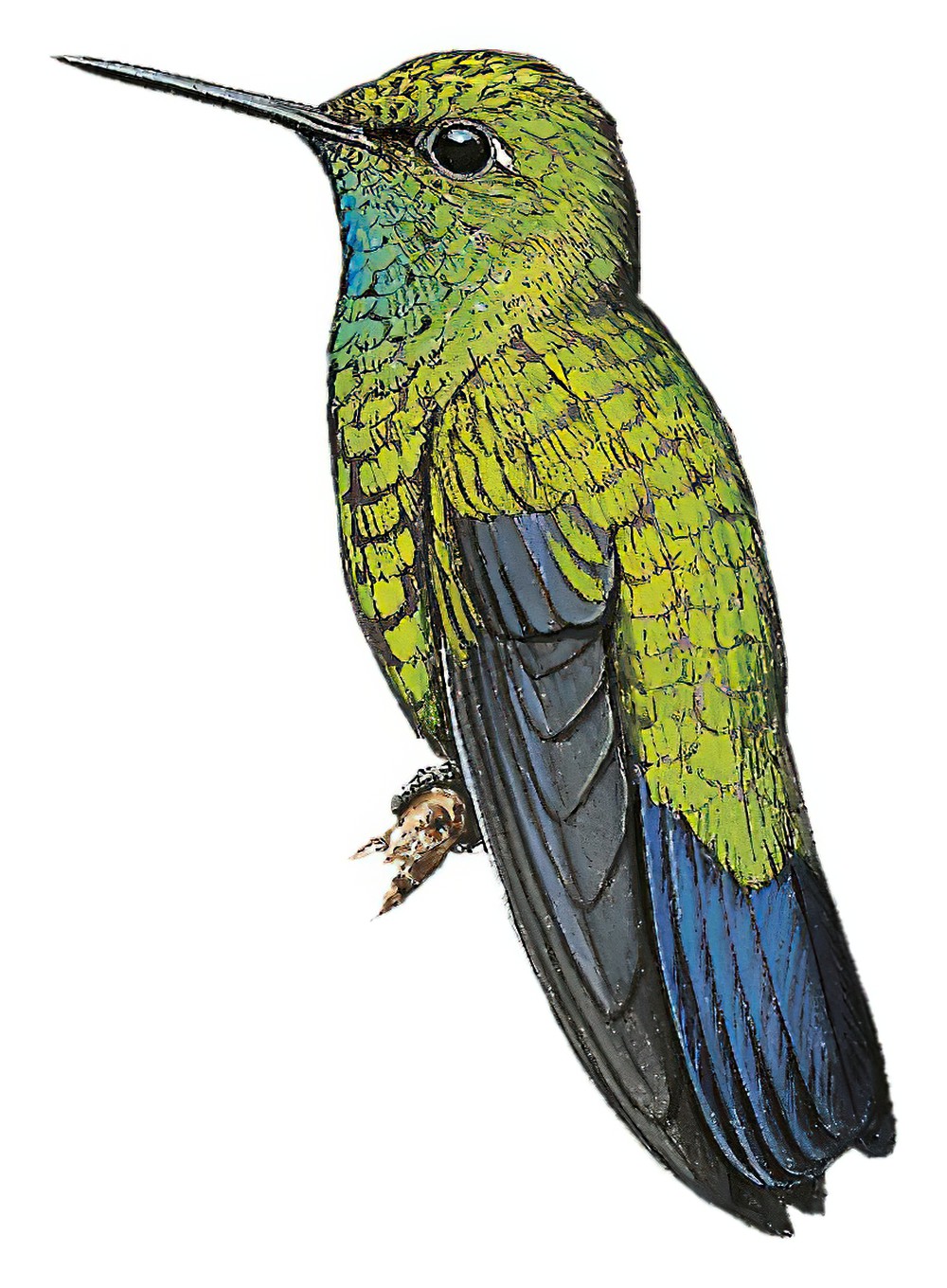 Blue-tailed Emerald / Chlorostilbon mellisugus