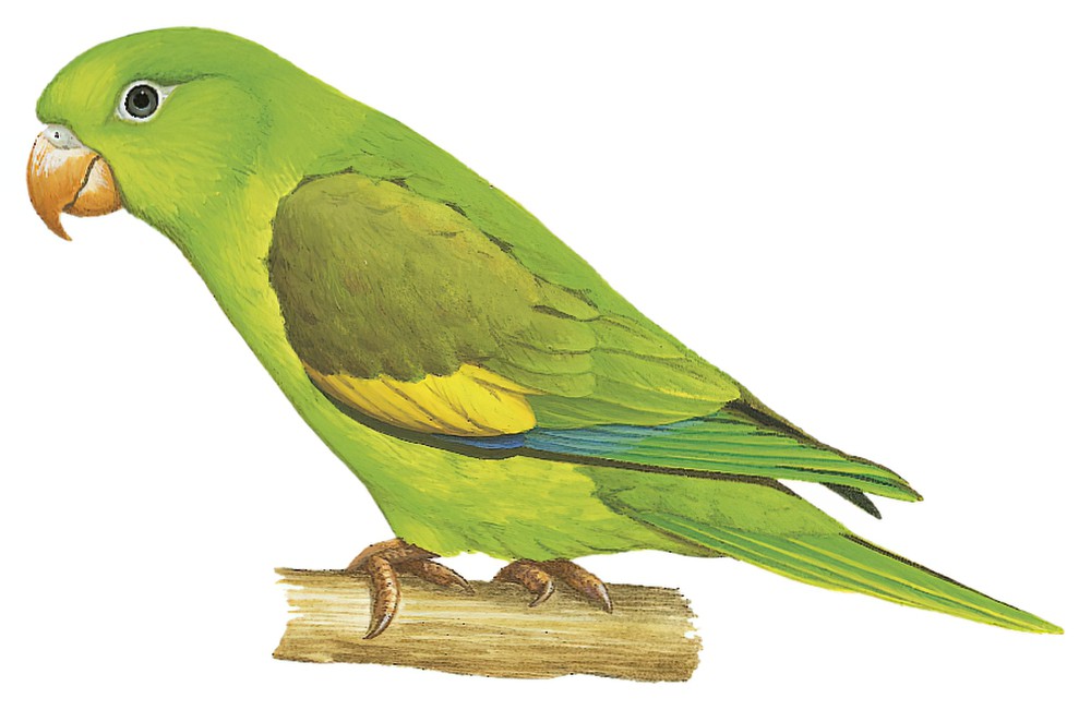 Yellow-chevroned Parakeet / Brotogeris chiriri