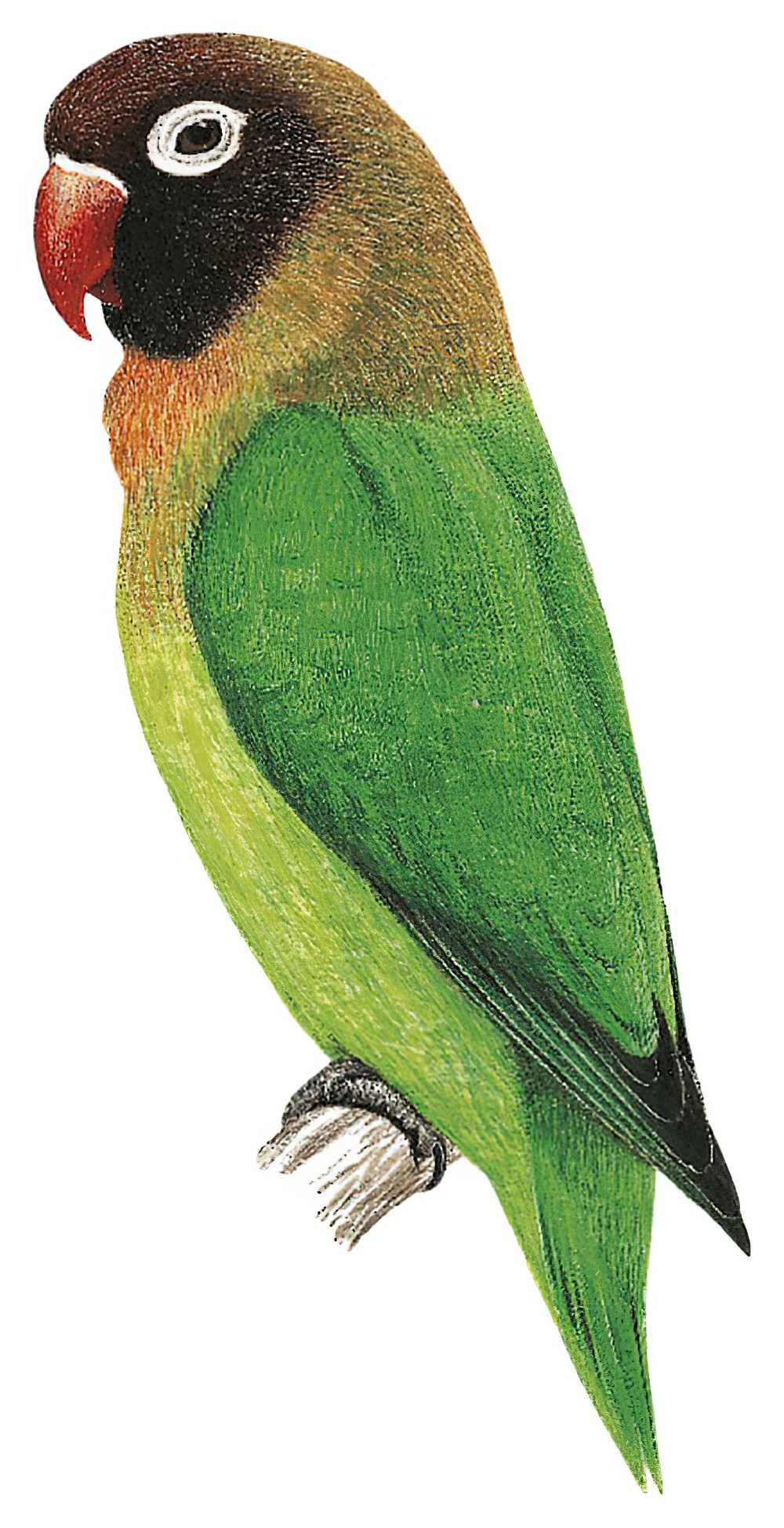 Black-cheeked Lovebird / Agapornis nigrigenis