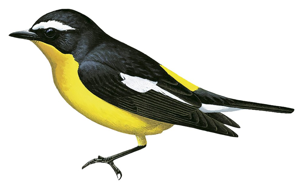Yellow-rumped Flycatcher / Ficedula zanthopygia