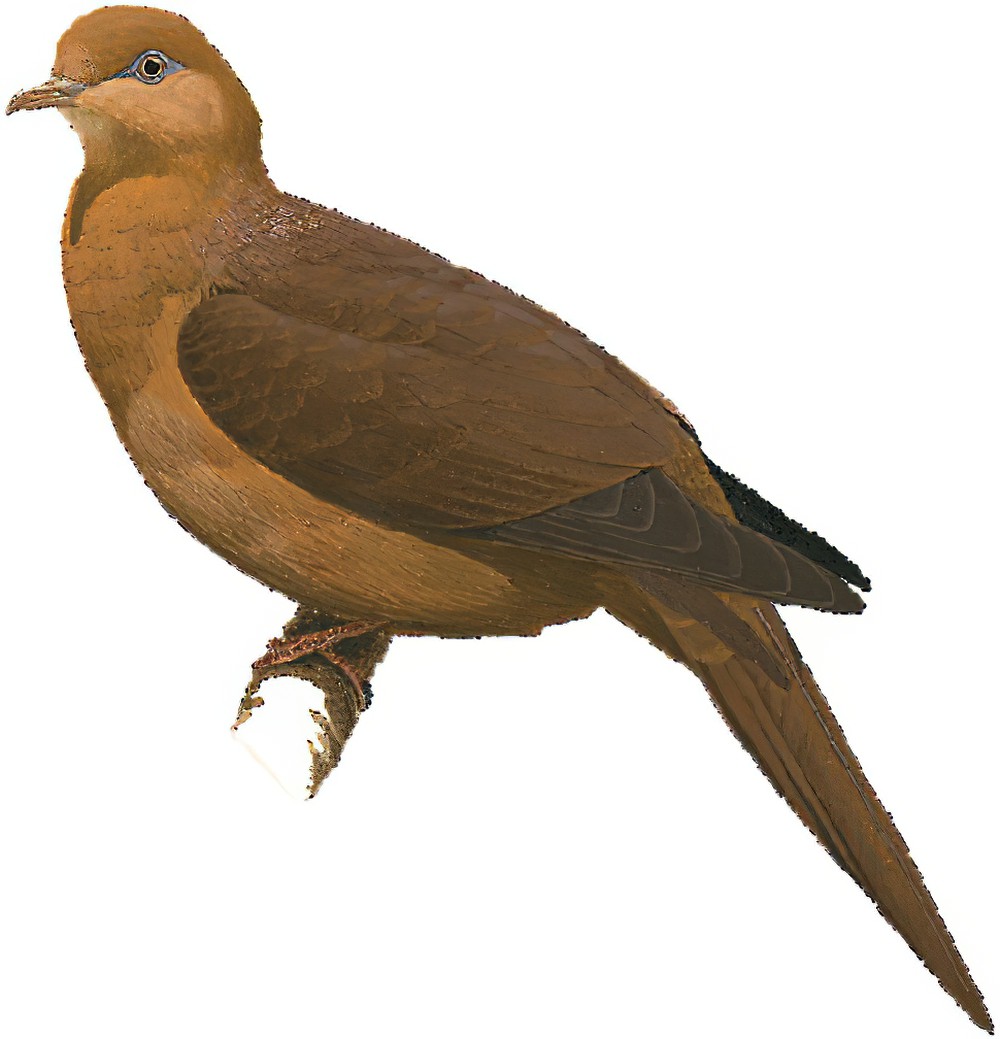 Barusan Cuckoo-Dove / Macropygia modiglianii
