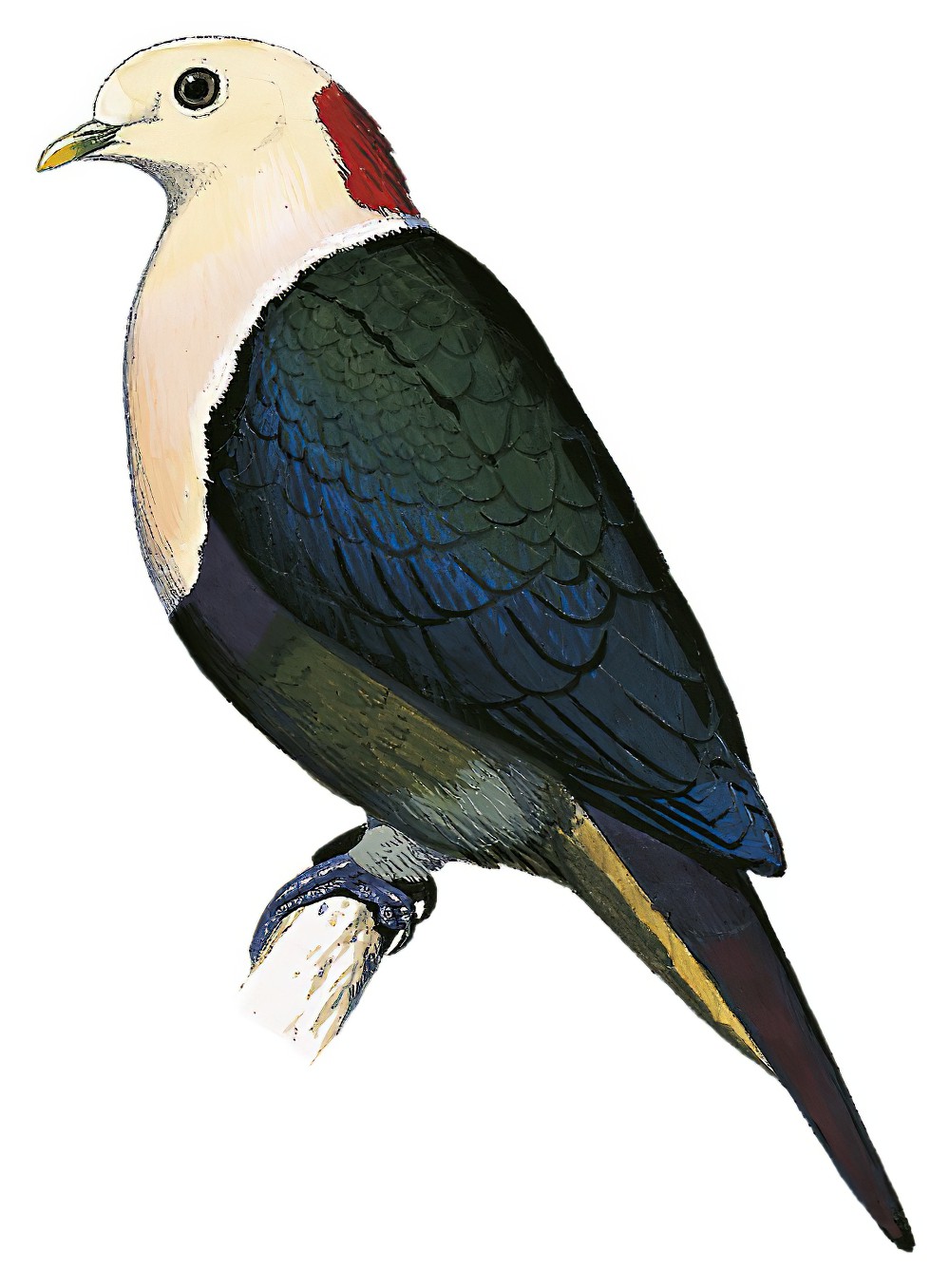 Red-naped Fruit-Dove / Ptilinopus dohertyi