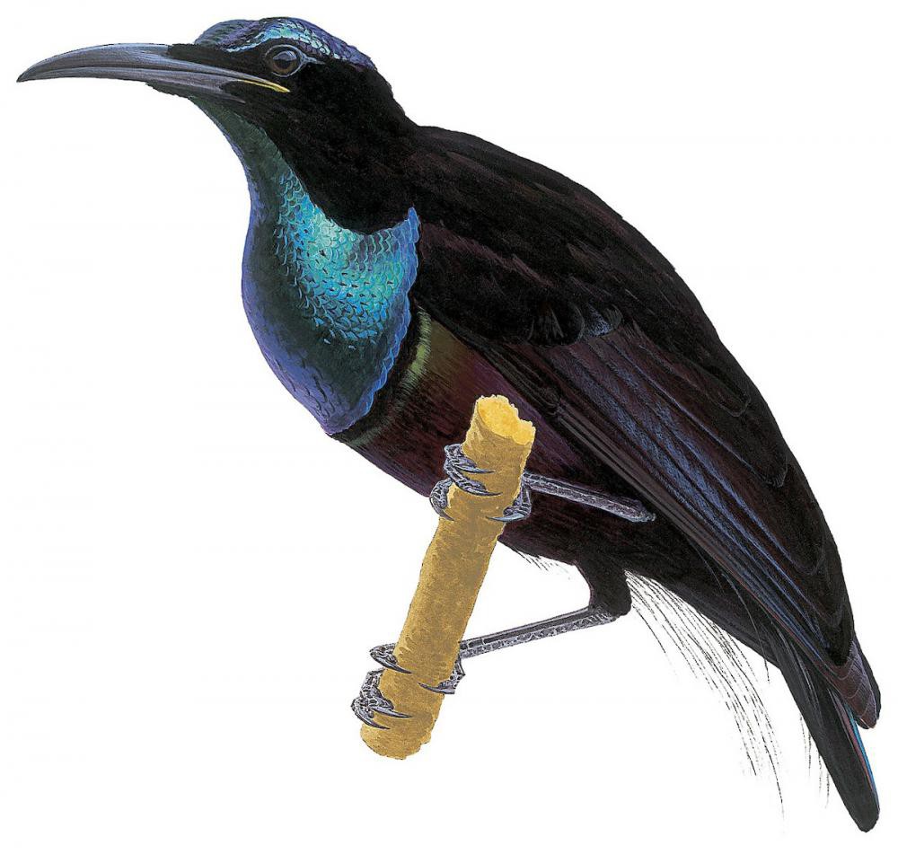 Magnificent Riflebird / Ptiloris magnificus