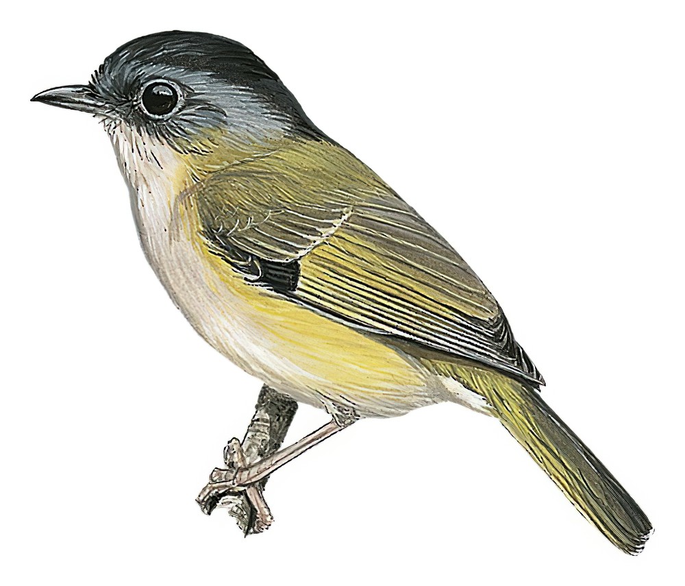 Green Shrike-Babbler / Pteruthius xanthochlorus