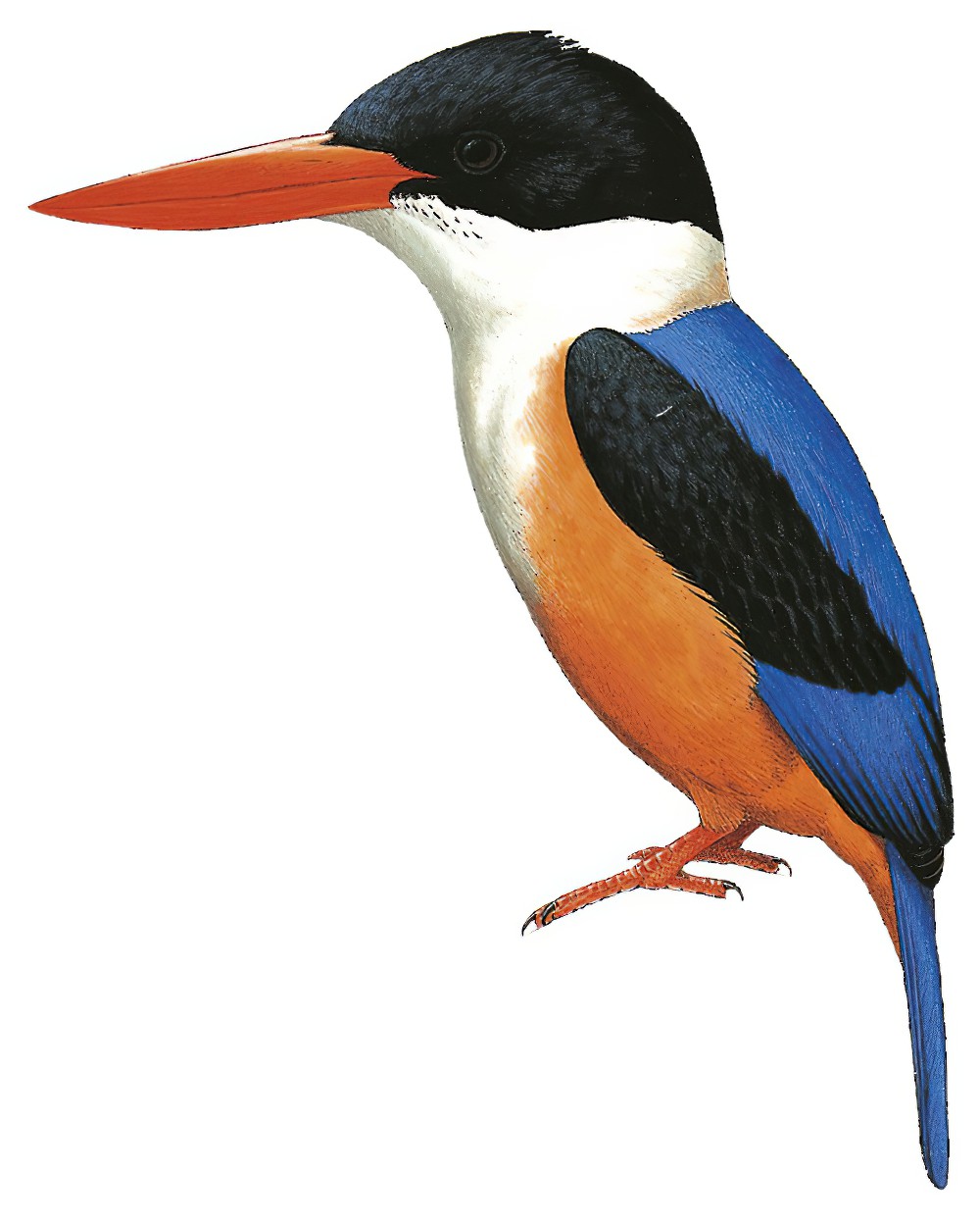 Black-capped Kingfisher / Halcyon pileata