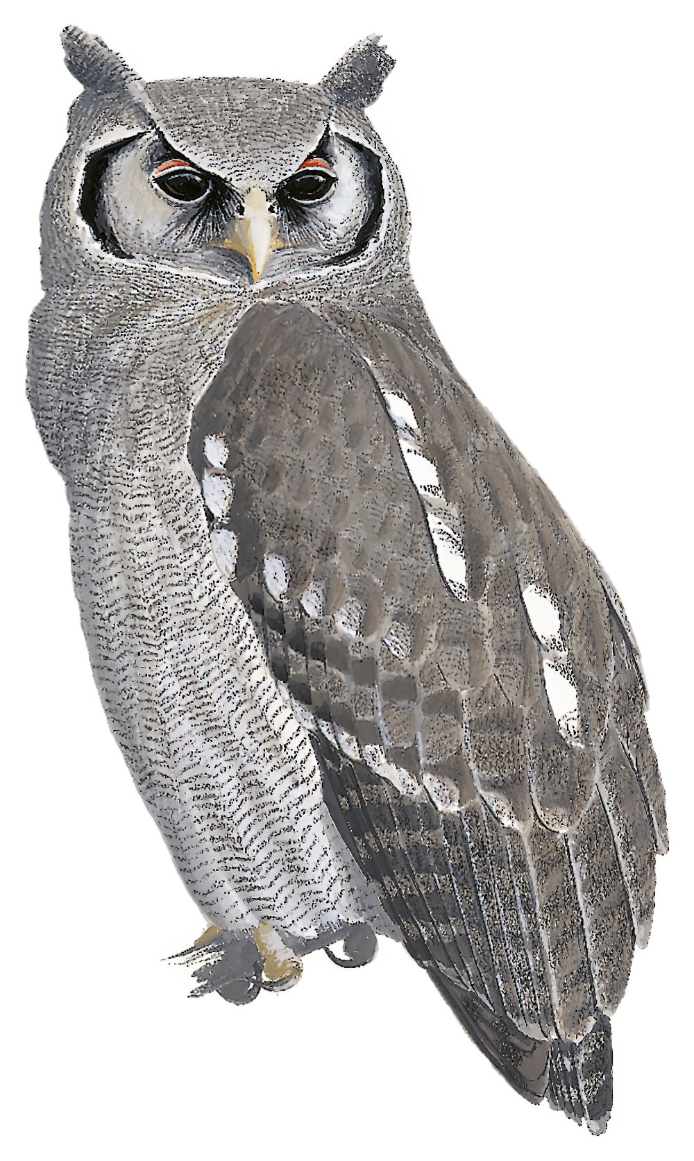 Verreaux\'s Eagle-Owl / Bubo lacteus