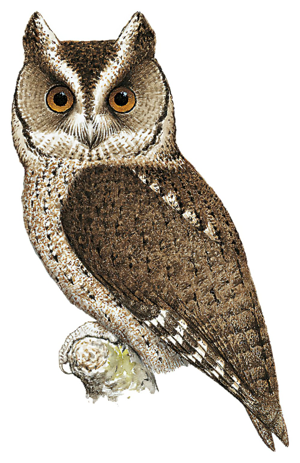Philippine Scops-Owl / Otus megalotis