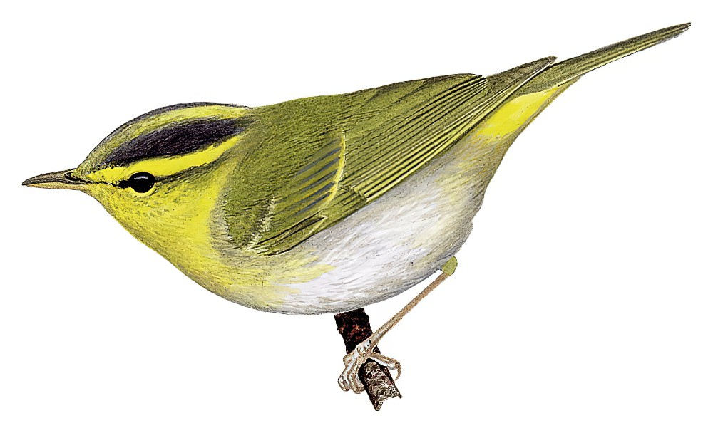 Yellow-vented Warbler / Phylloscopus cantator