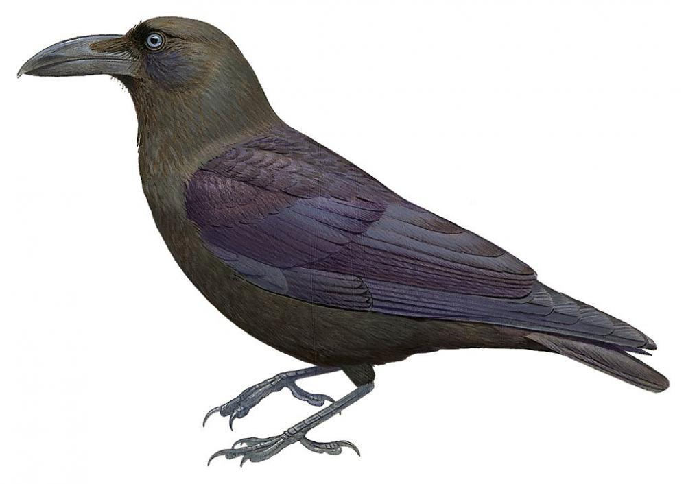 Brown-headed Crow / Corvus fuscicapillus