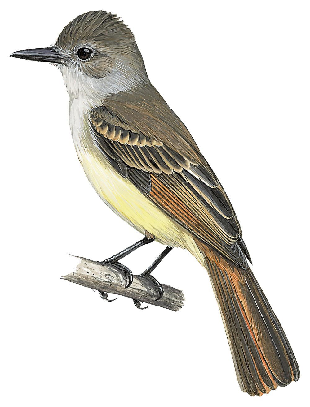 Lesser Antillean Flycatcher / Myiarchus oberi