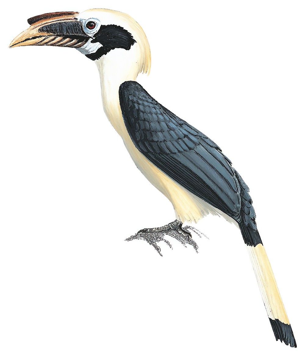 Mindanao Hornbill / Penelopides affinis