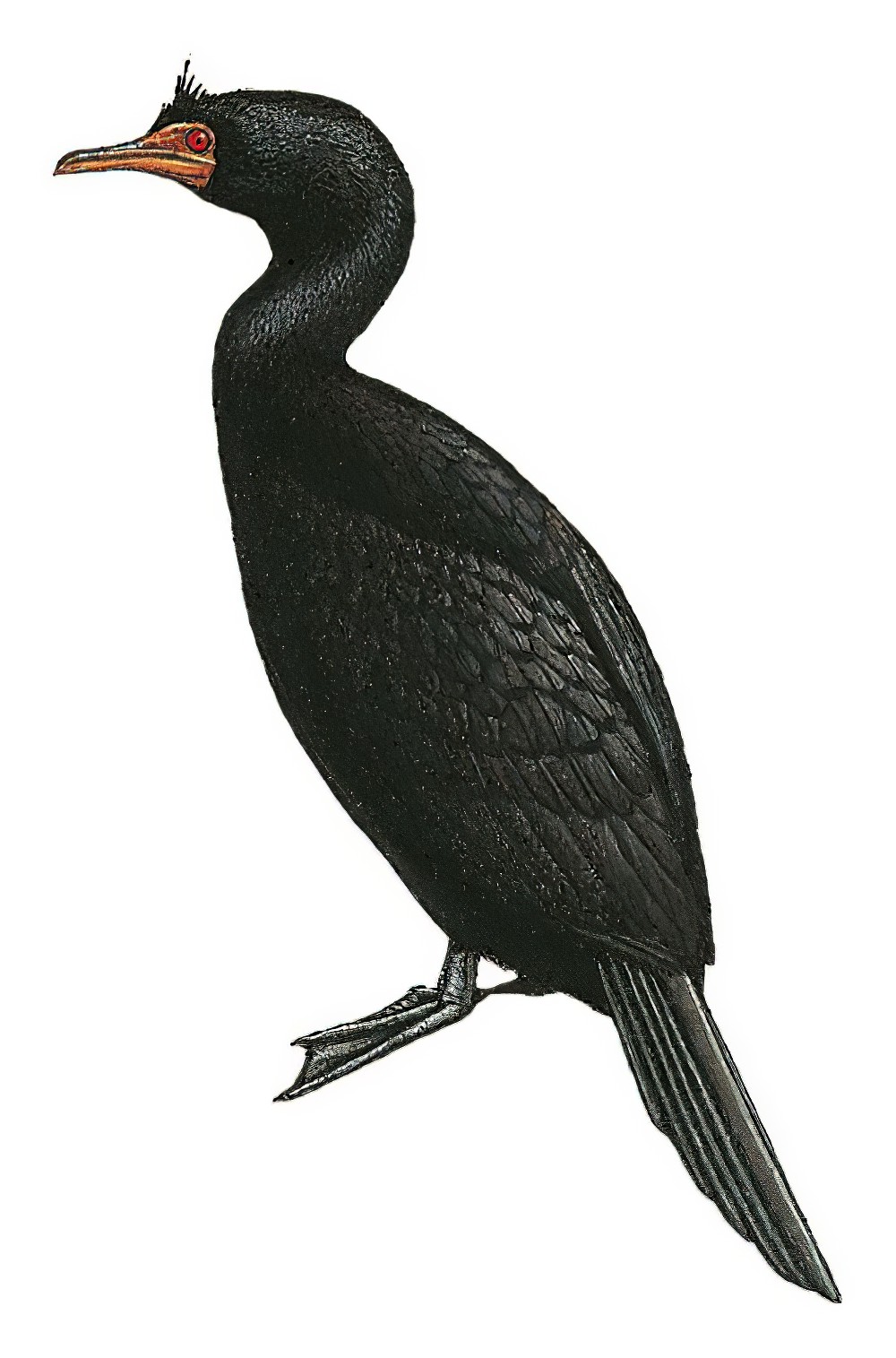 Crowned Cormorant / Microcarbo coronatus