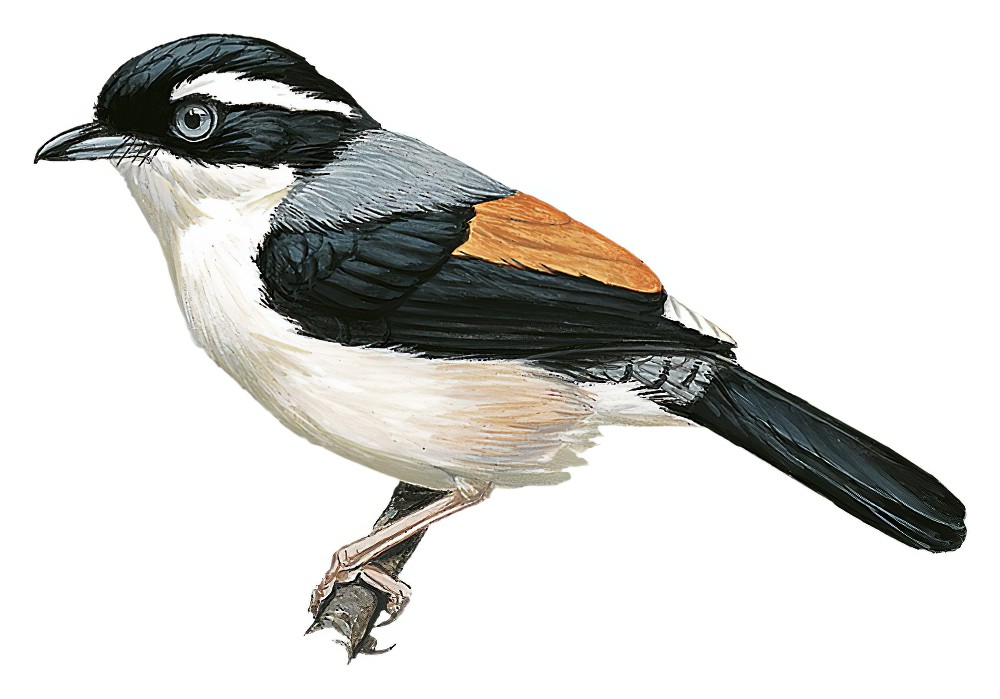 Himalayan Shrike-Babbler / Pteruthius ripleyi