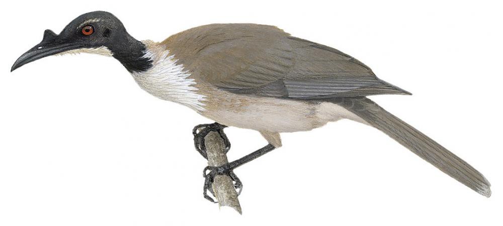Noisy Friarbird / Philemon corniculatus