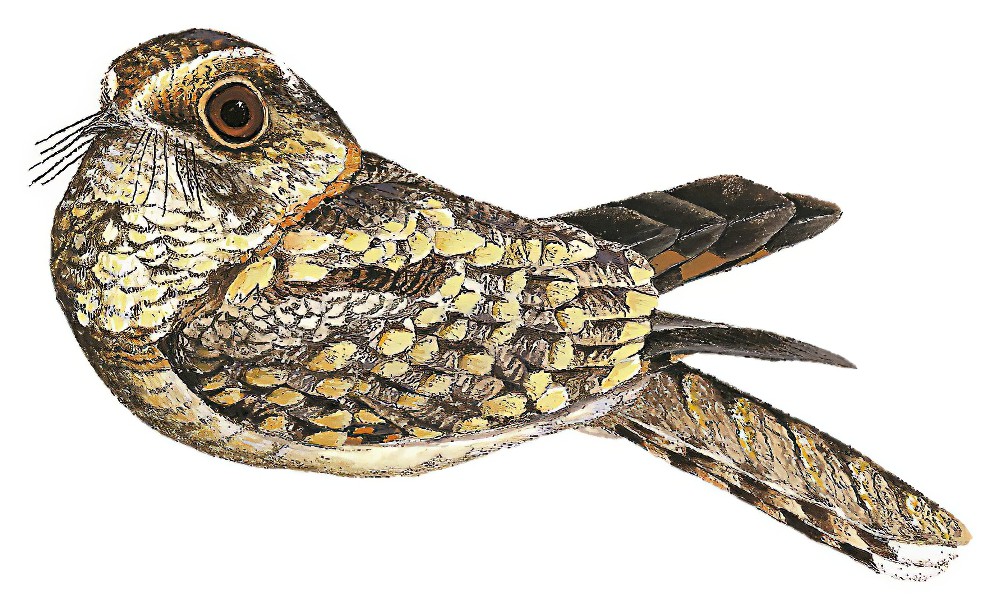 Spot-tailed Nightjar / Hydropsalis maculicaudus
