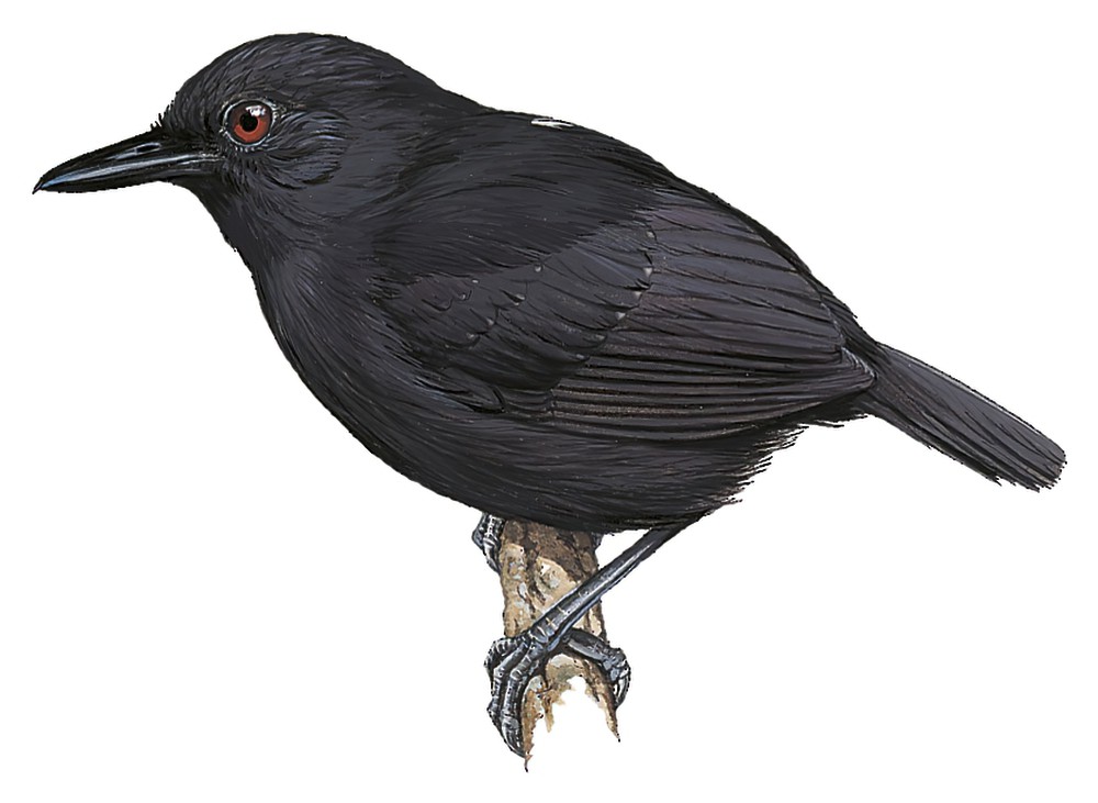 Stub-tailed Antbird / Sipia berlepschi
