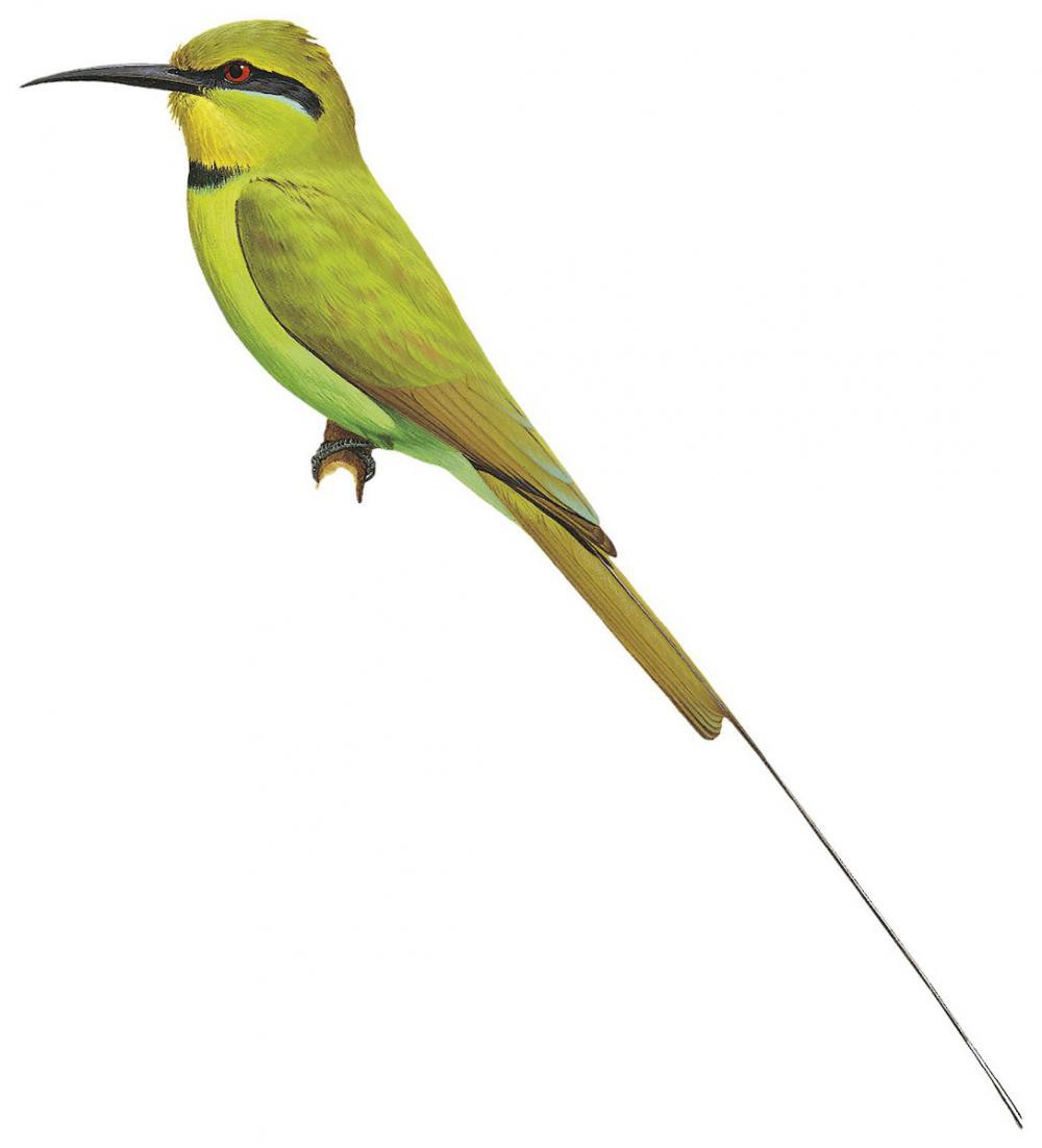 Green Bee-eater / Merops orientalis