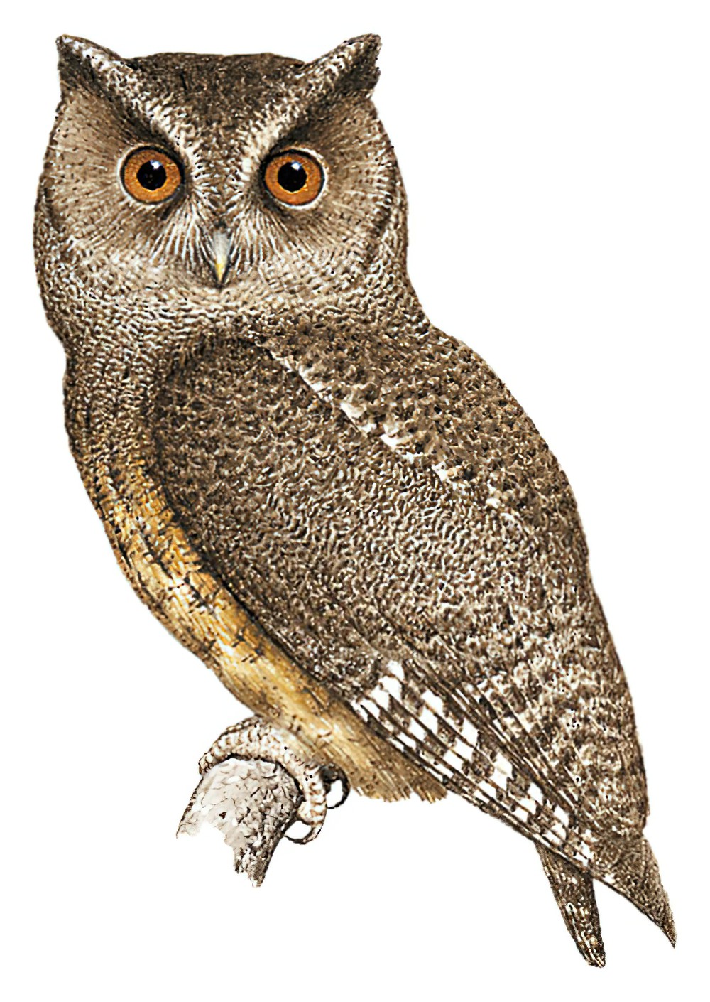 Tawny-bellied Screech-Owl / Megascops watsonii