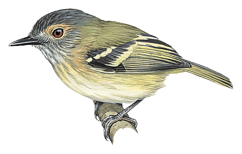 Buff-cheeked Tody-Flycatcher / Poecilotriccus senex