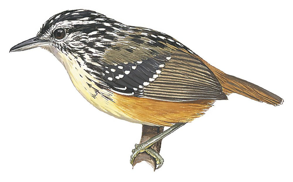 Imeri Warbling-Antbird / Hypocnemis flavescens