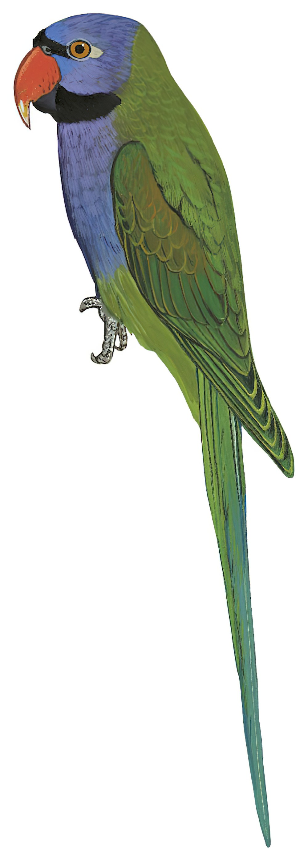 Derbyan Parakeet / Psittacula derbiana