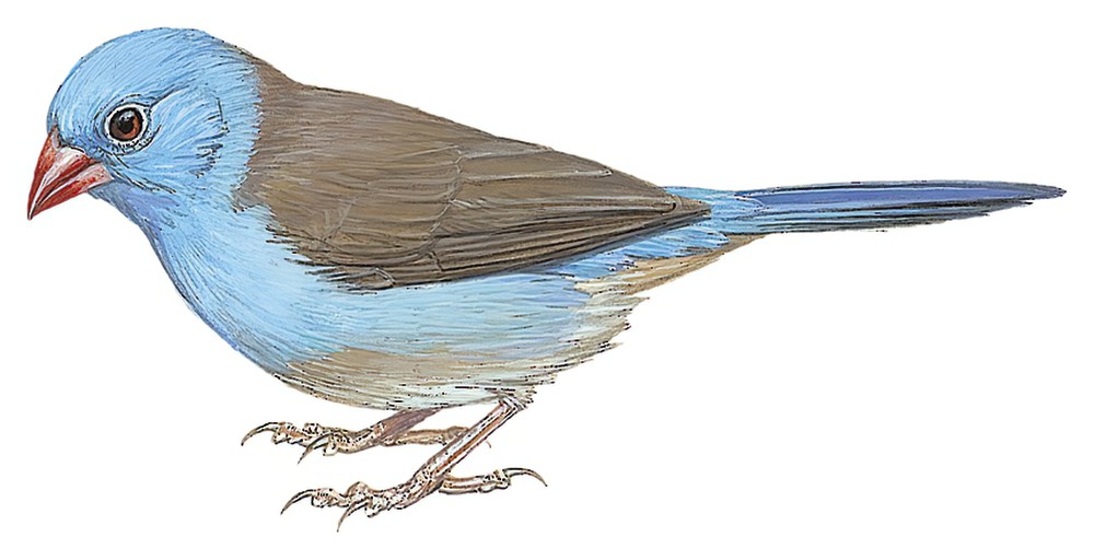 Blue-capped Cordonbleu / Uraeginthus cyanocephalus