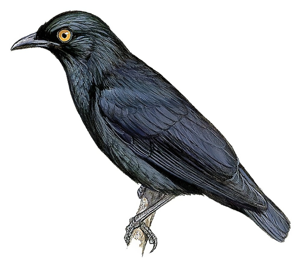 Atoll Starling / Aplonis feadensis