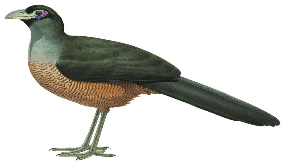 Sumatran Ground-Cuckoo / Carpococcyx viridis