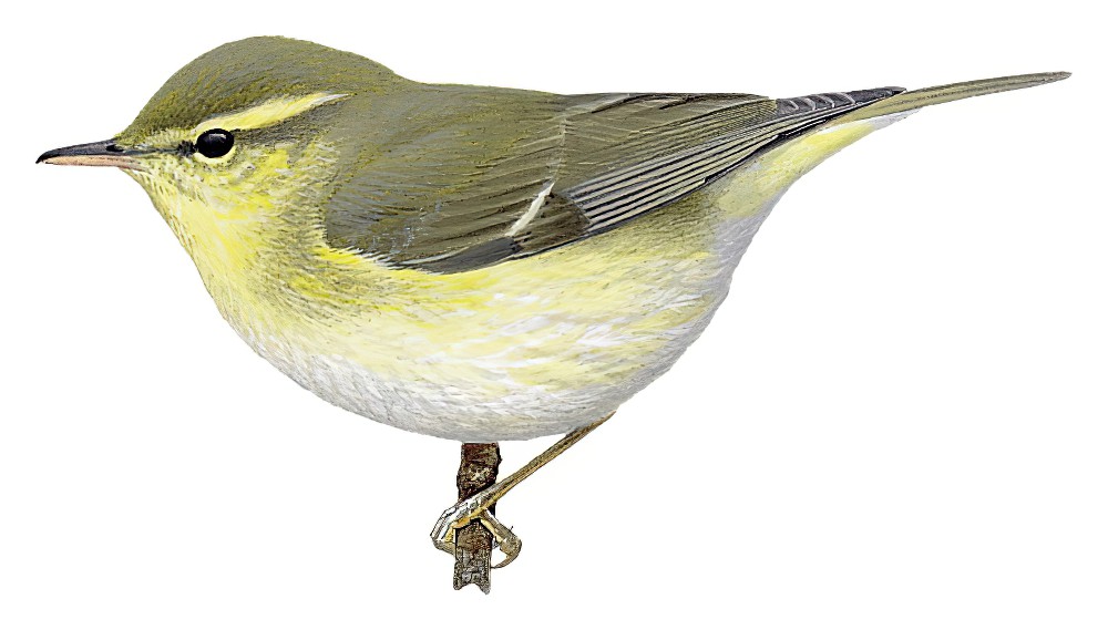 Green Warbler / Phylloscopus nitidus