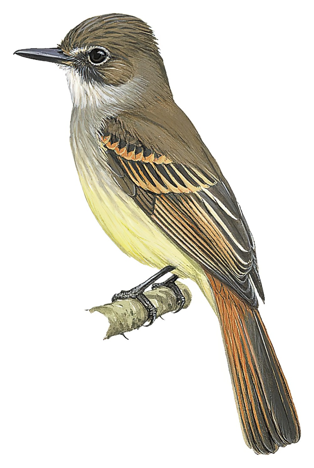 Flammulated Flycatcher / Deltarhynchus flammulatus