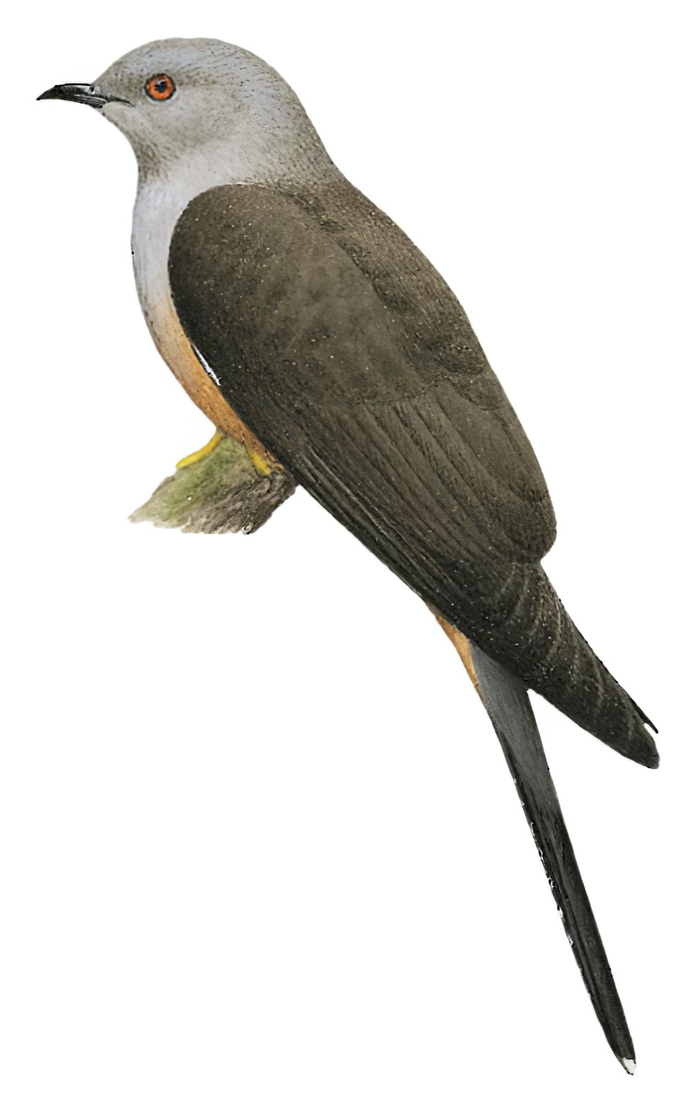 Plaintive Cuckoo / Cacomantis merulinus