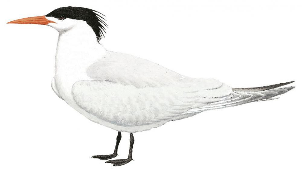 Royal Tern / Thalasseus maximus