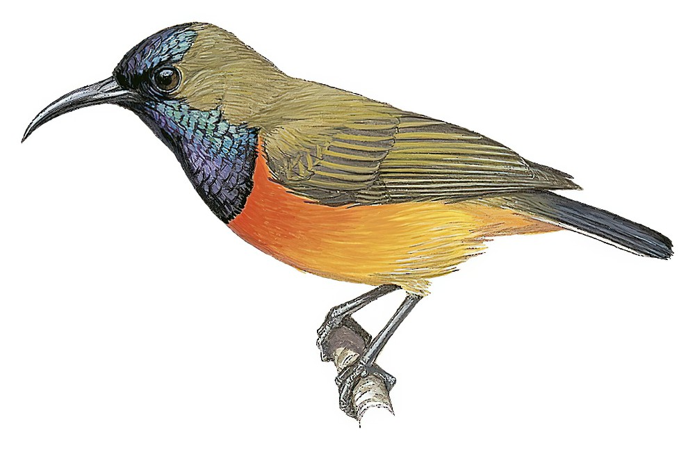 Flame-breasted Sunbird / Cinnyris solaris