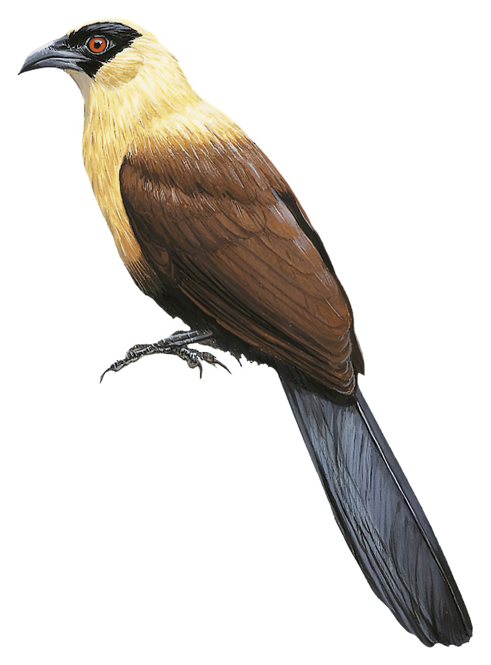 Black-faced Coucal / Centropus melanops