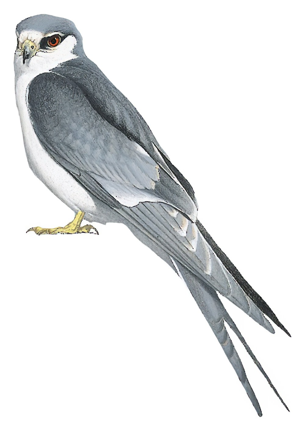 Scissor-tailed Kite / Chelictinia riocourii