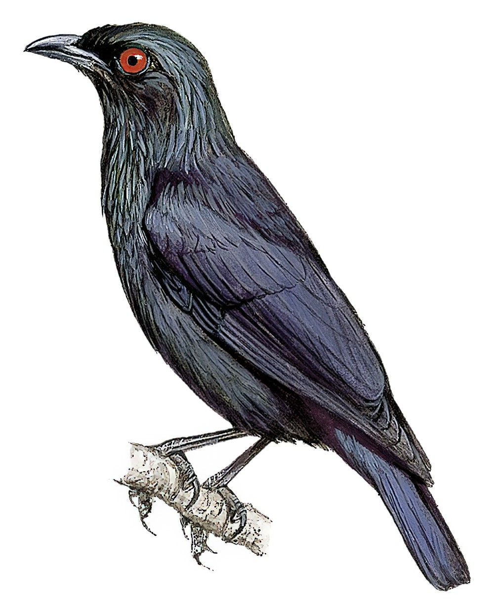 Singing Starling / Aplonis cantoroides