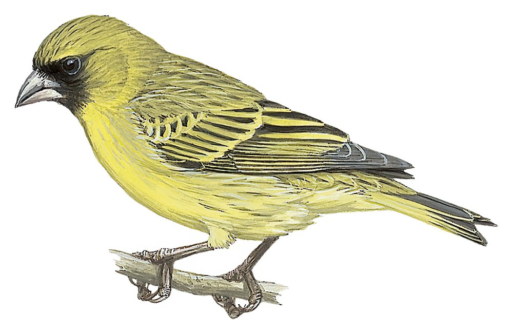 African Citril / Crithagra citrinelloides