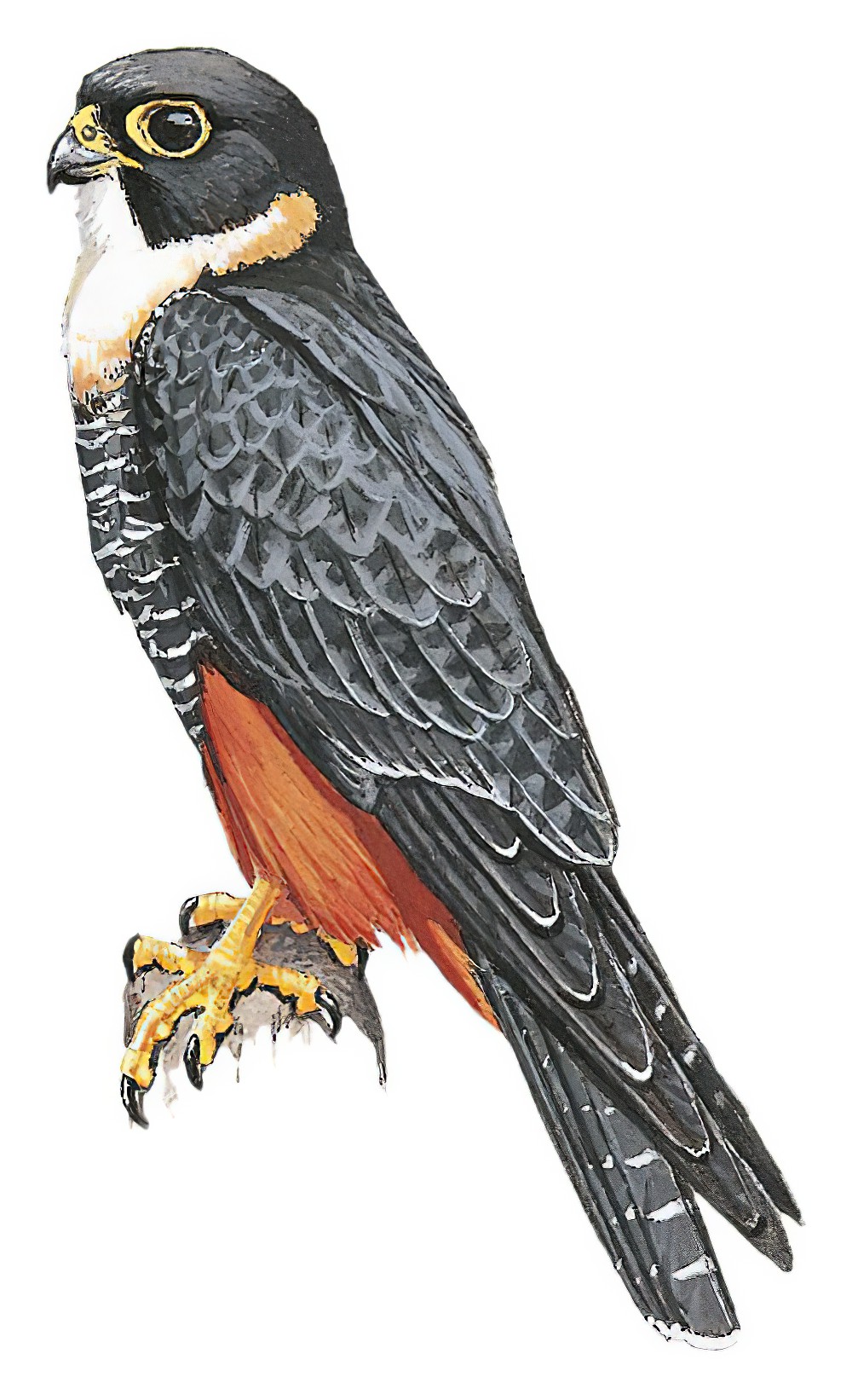 Bat Falcon / Falco rufigularis