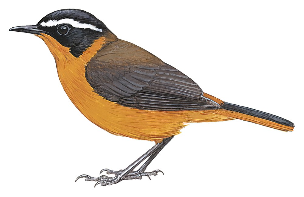 Rüppell\'s Robin-Chat / Cossypha semirufa
