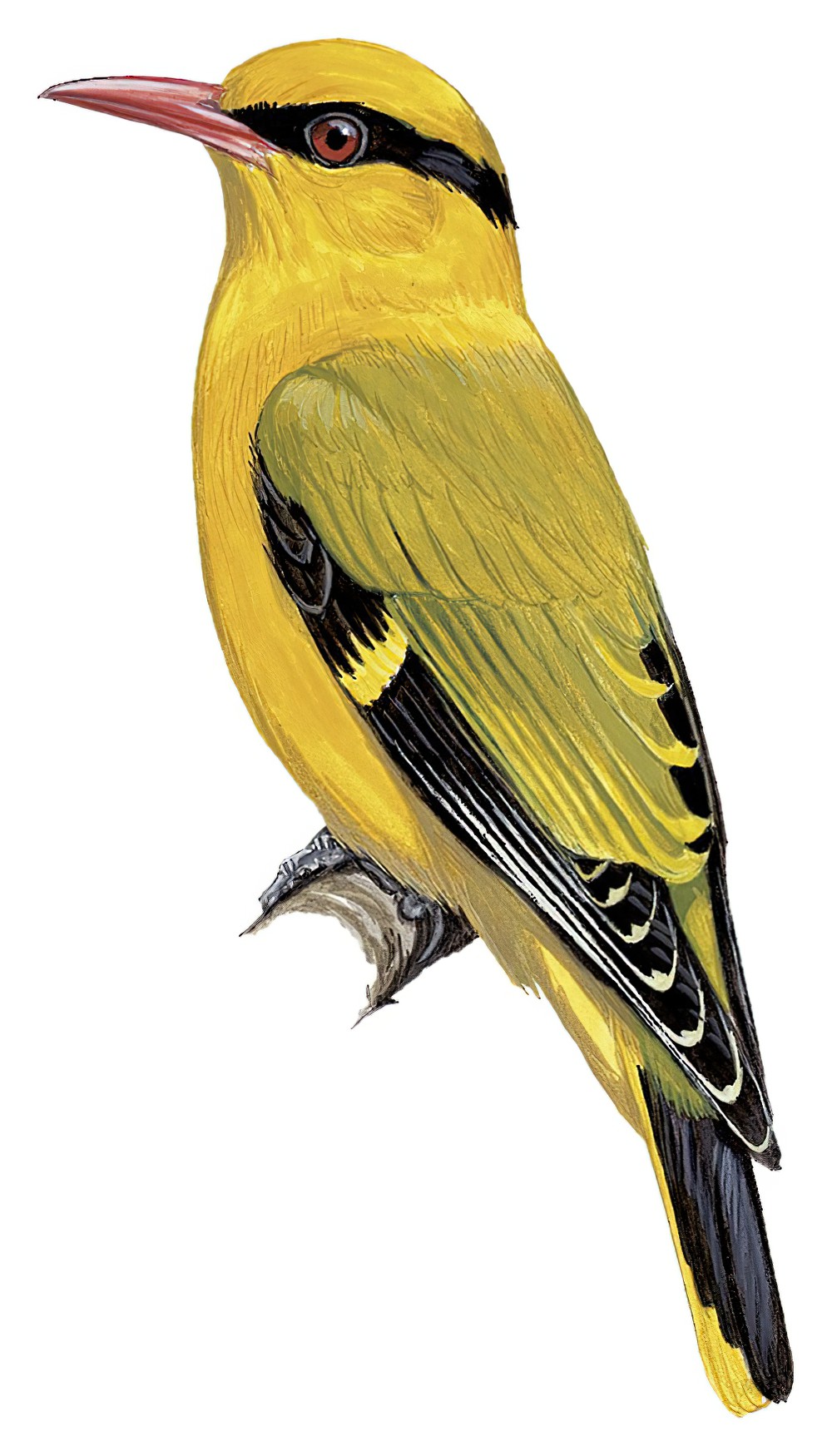 Slender-billed Oriole / Oriolus tenuirostris