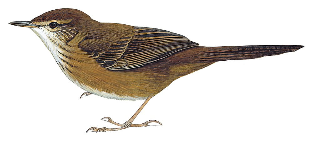 Little Rush-Warbler / Bradypterus baboecala