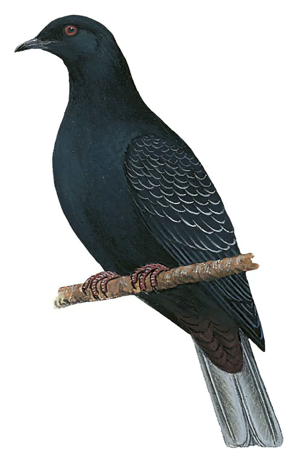 Bismarck Imperial-Pigeon / Ducula melanochroa