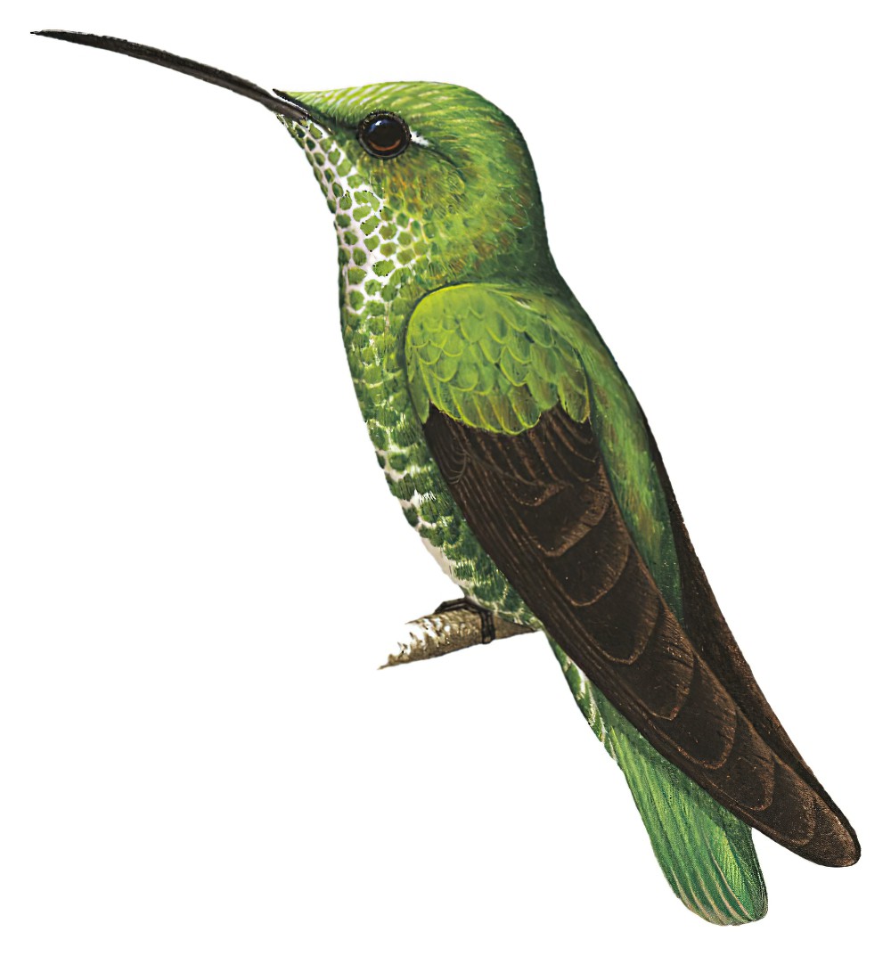 Many-spotted Hummingbird / Taphrospilus hypostictus
