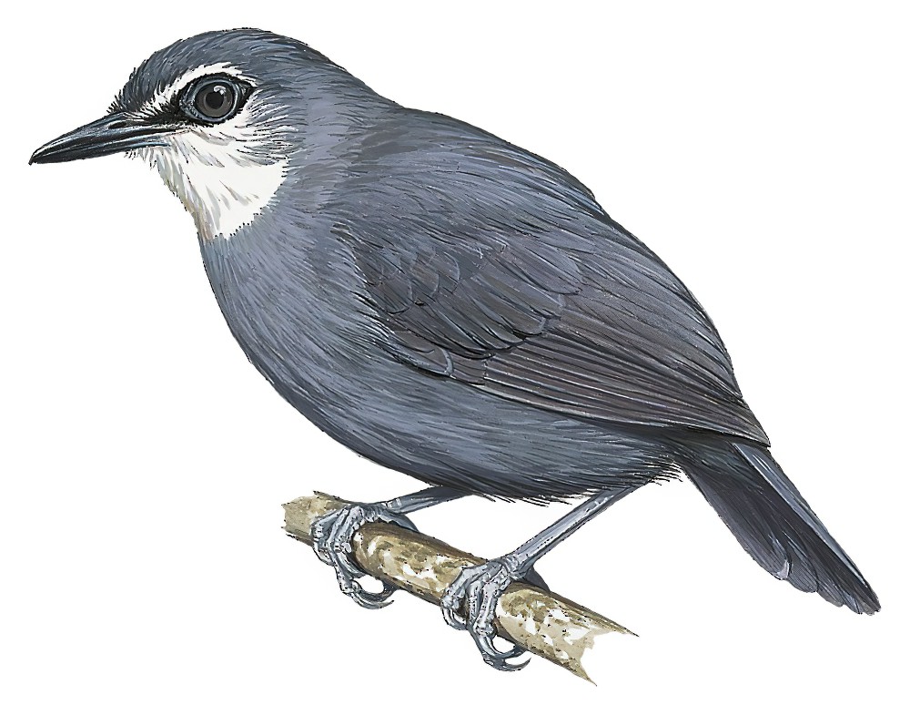 Lunulated Antbird / Oneillornis lunulatus