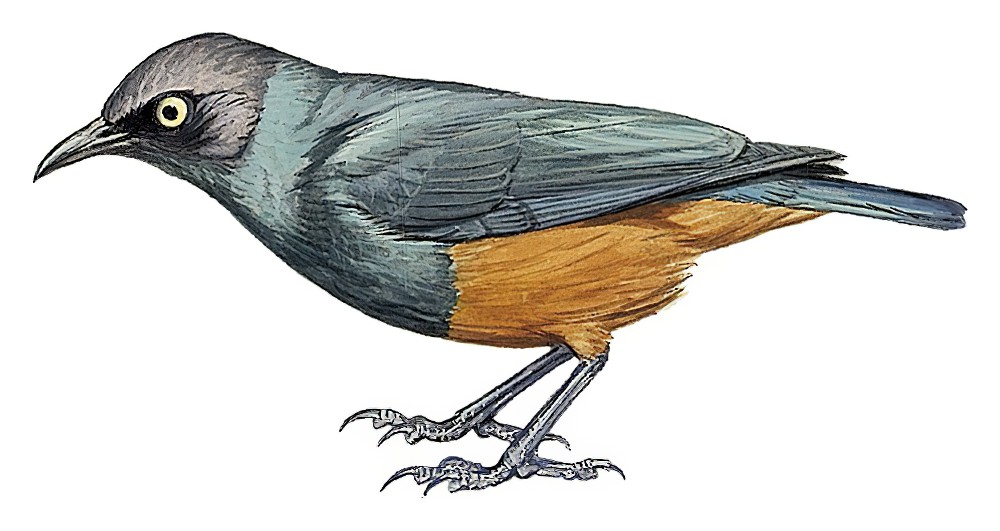 Chestnut-bellied Starling / Lamprotornis pulcher