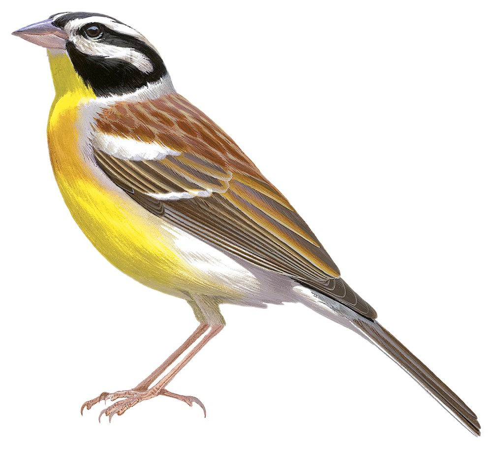 Golden-breasted Bunting / Emberiza flaviventris