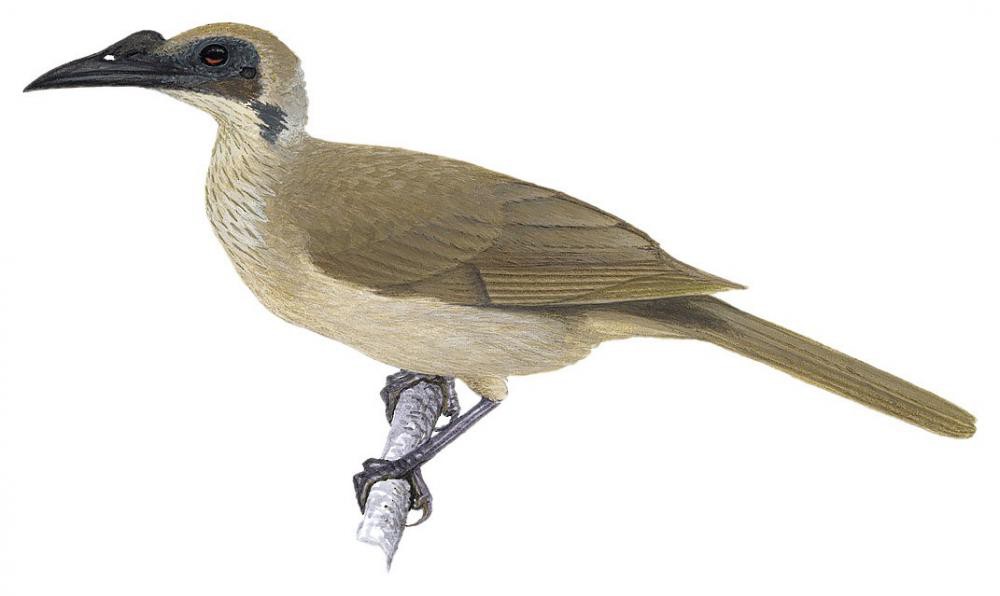 Helmeted Friarbird / Philemon buceroides